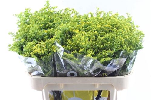 Solidago Carzan Glory