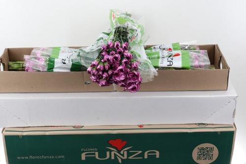 Dianthus standaard 'Royal Damascus'