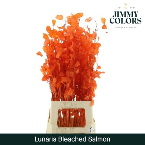 Snijbloemen overig kleurbehandeld H%