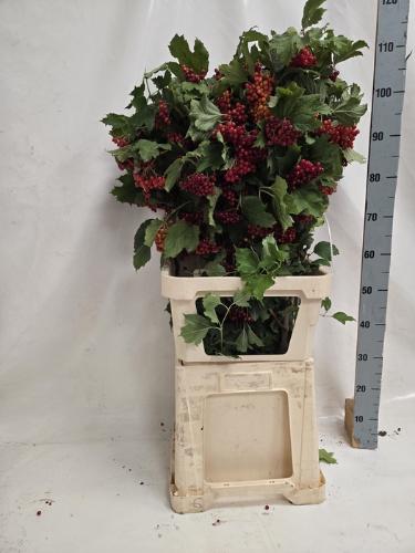 Viburnum per tak opulus 'Compactum'