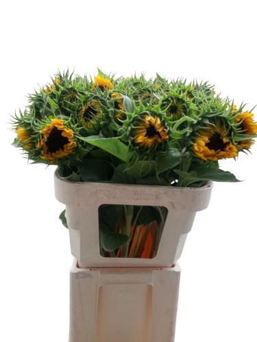 Helianthus annuus 'Sunrich Orange'