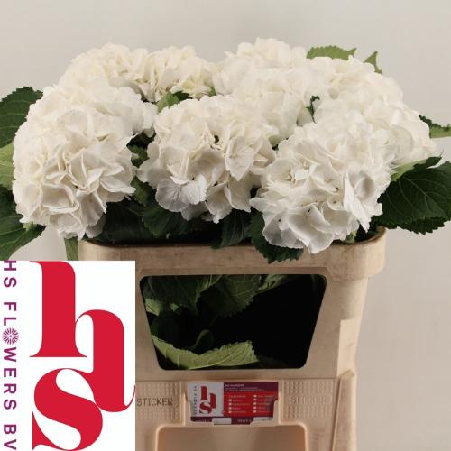 Hydrangea macrophylla 'Schneeball'