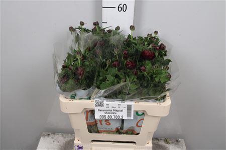 Ranunculus cortusifolius Magical Chocolate
