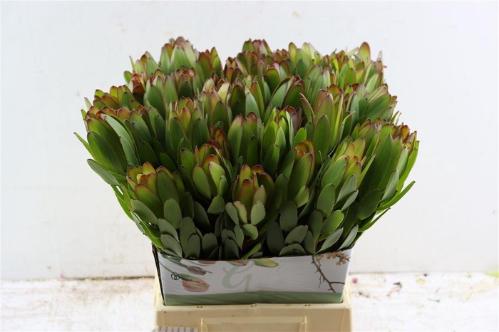 Leucadendron 'Safari Goldstrike'