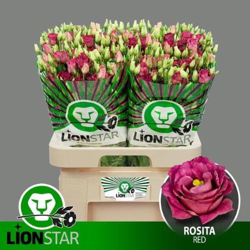 Eustoma russellianum gevuldbloemig 'Rosita Red'