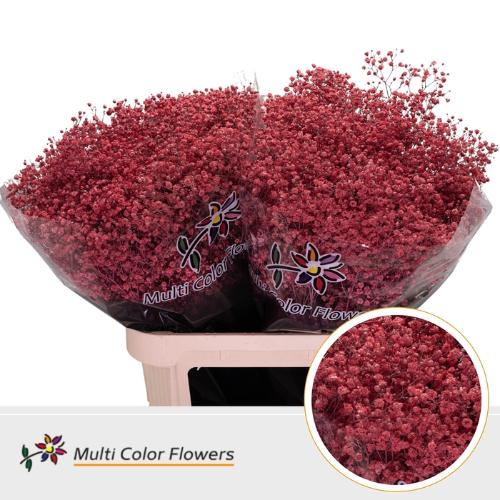 Gypsophila overig kleurbehandeld H%