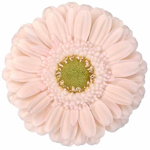 Gerbera mini Alix-Noor