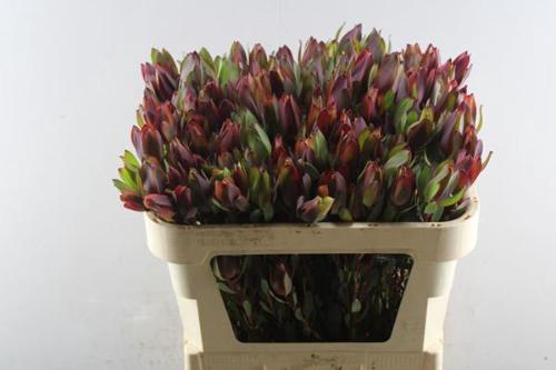 Leucadendron 'Senorita'