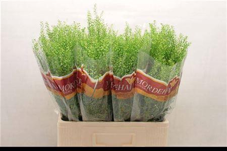 Thlaspi Green Bell