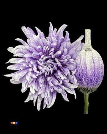 Chrysanthemum (Indicum Grp) geplozen Antonov kleurbehandeld H%