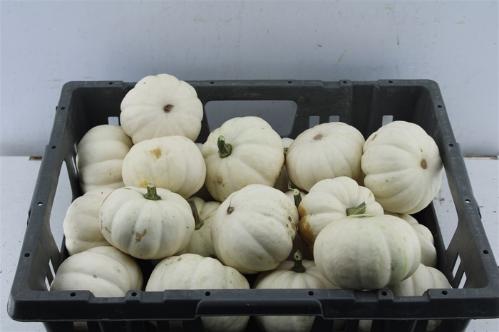 Siervruchten per stuk Cucurbita pepo 'Baby Boo'