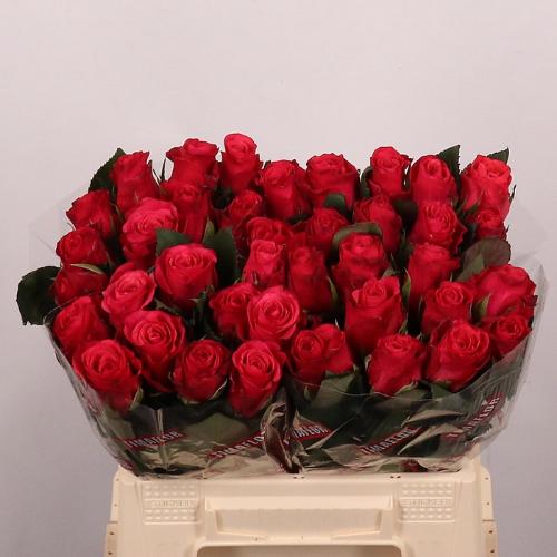 Rosa grootbloemig Tacazzi+