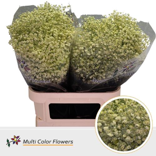 Gypsophila overig kleurbehandeld H%