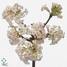 Viburnum bodnantense 'Charles Lamont'