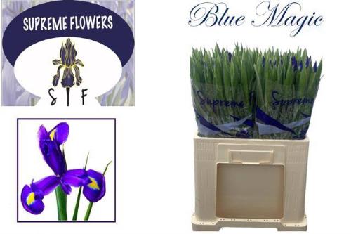 Iris (Hollandse Iris Grp) 'Blue Magic'