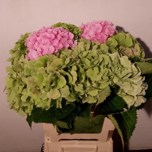 Hydrangea gemengd