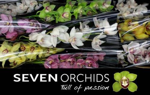 Cymbidium grootbloemig per tak gemengd