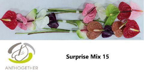 Anthurium Andreanum Grp gemengd 4 kleuren