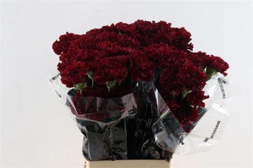 Dianthus standaard 'Zurigo'