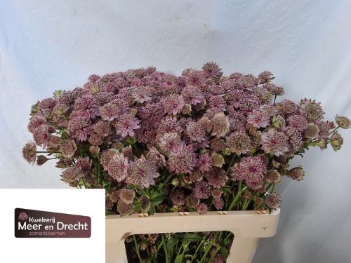Astrantia major 'Rosita'