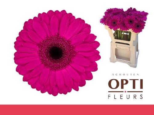 Gerbera grootbloemig Bon Dia