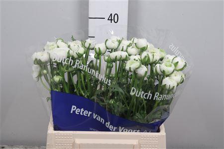 Ranunculus asiaticus 'Amandine Snowflake'