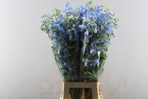 Delphinium Belladonna Grp enkelbloemig 'Ballkleid'