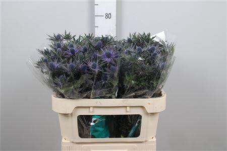 Eryngium Orion Questar
