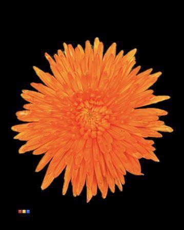 Chrysanthemum (Indicum Grp) geplozen Topspin kleurbehandeld H%