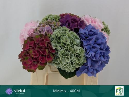 Hydrangea gemengd