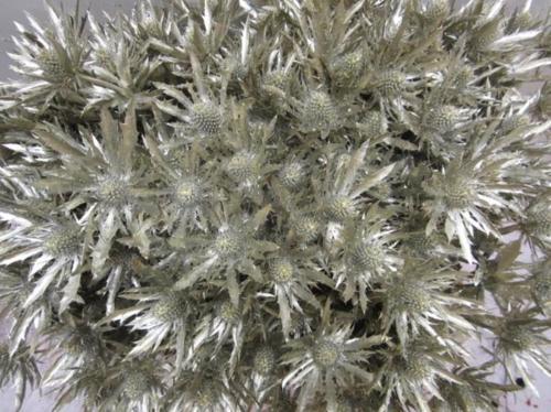 Eryngium planum kleurbehandeld H%