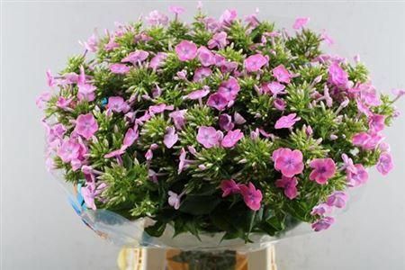 Phlox Paniculata Grp 'Cenura'