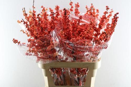 Ilex verticillata Oudijk's Orange