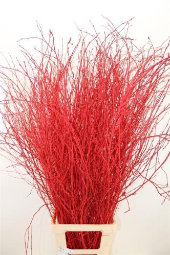 Betula kleurbehandeld H%