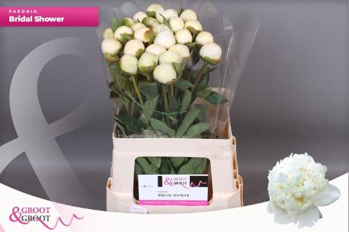 Paeonia Lactiflora Grp 'Bridal Shower'