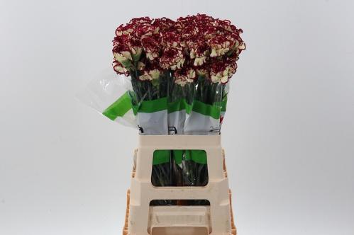 Dianthus standaard overig