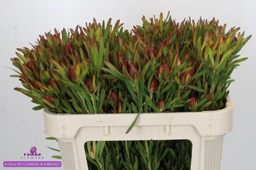 Leucadendron Ayoba Cherry Pearl