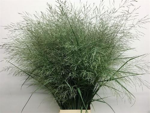 Panicum virgatum 'Dallas Blues'
