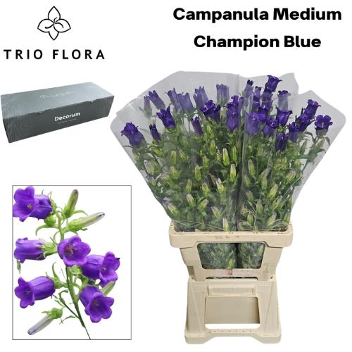 Campanula medium 'Champion Blue'