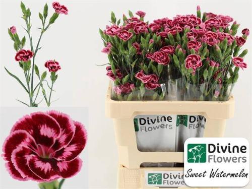 Dianthus Dianthini Sweet Watermelon