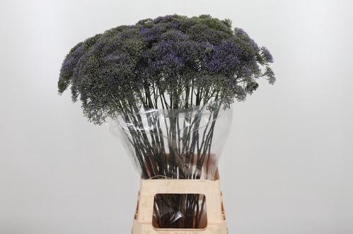 Trachelium caeruleum Blue Shine