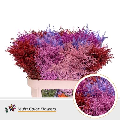 Solidago kleurbehandeld H%