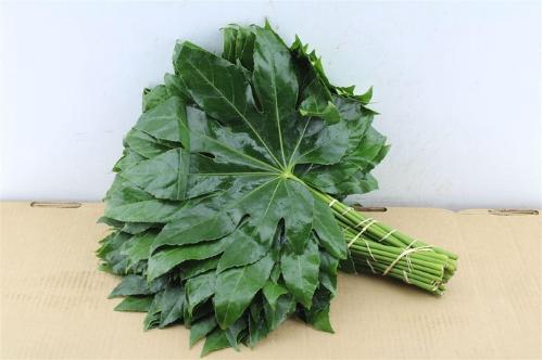 Fatsia japonica (blad)