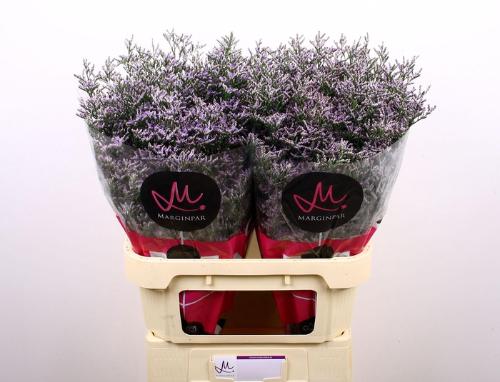 Limonium 'Skylight'
