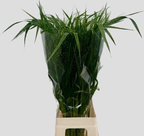 Panicum 'Fountain'