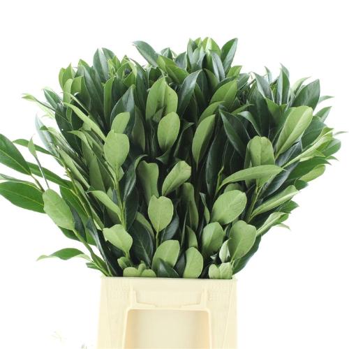 Prunus (blad) laurocerasus