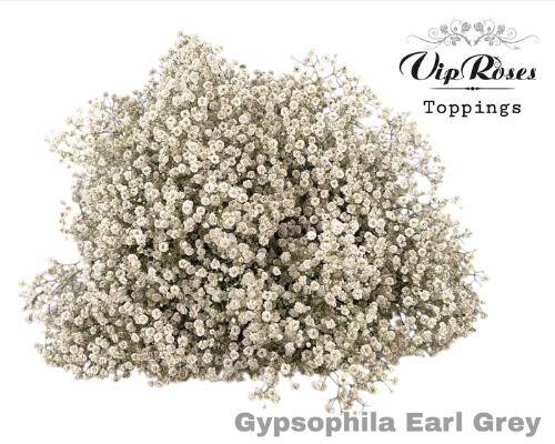 Gypsophila overig kleurbehandeld H%