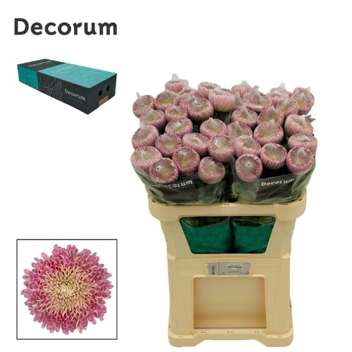 Chrysanthemum (Indicum Grp) geplozen Couture