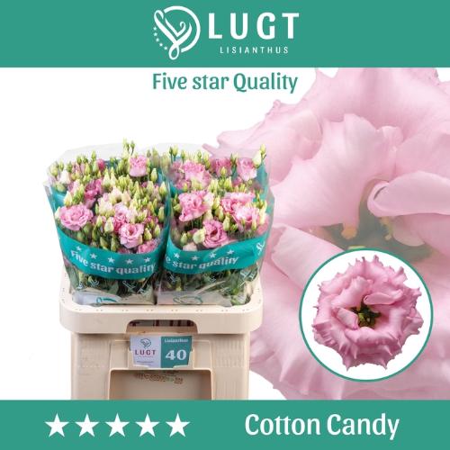 Eustoma russellianum gevuldbloemig 'Cotton Candy'