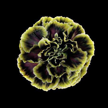 Dianthus standaard kleurbehandeld H%